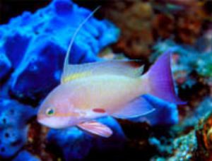 Anthias in Indonesia, Nikon F100 w/ Nikkor 105mm in Ikeli... by Luiz Rocha 
